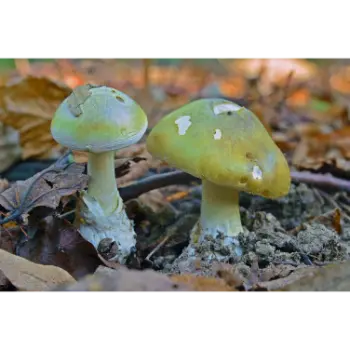 mushroom (2)-2540544-13846.webp